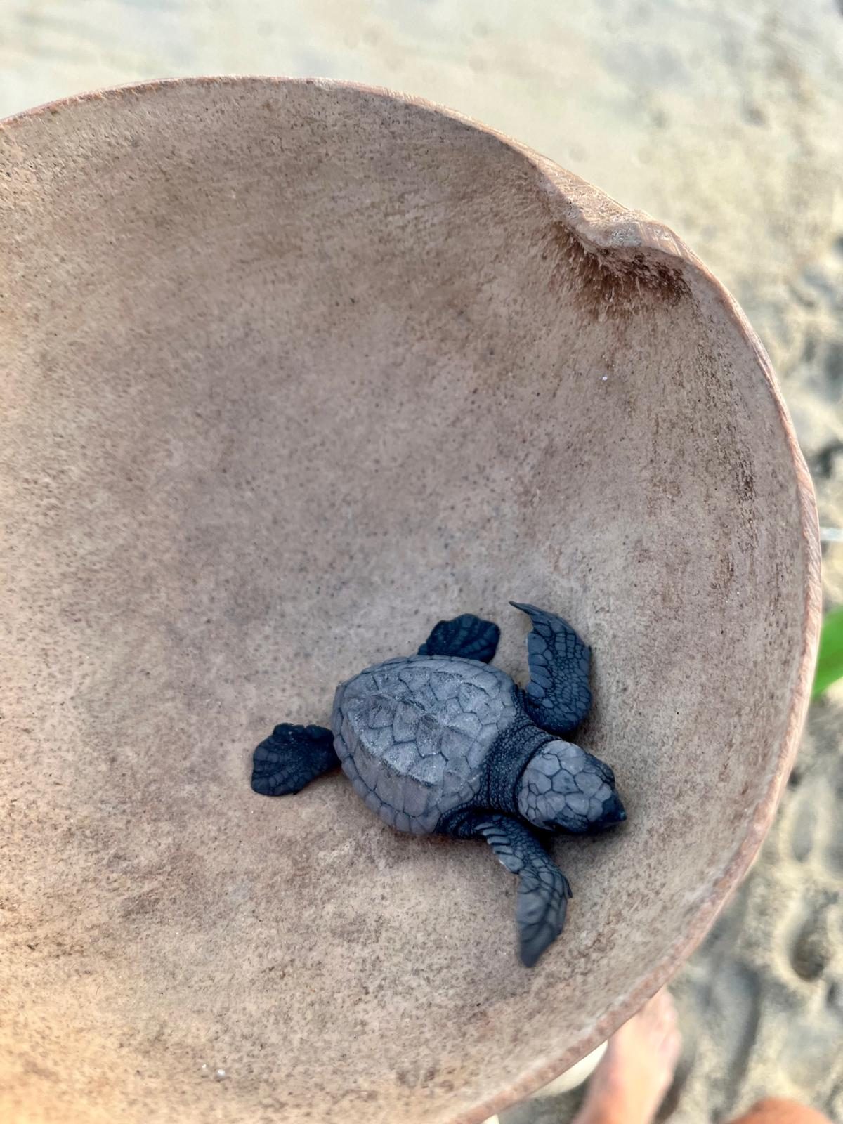 Una tartarughina, pochi minuti prima del mare